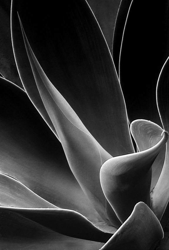 Agave #3, our home, O'ahu