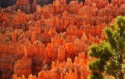 "Rocks on Fire," Bryce Canyon National Park