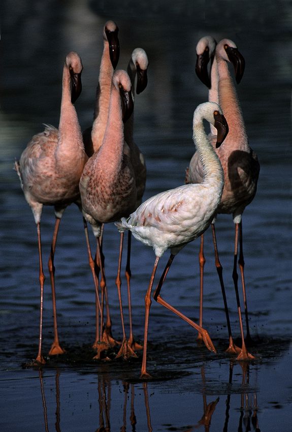 "Pretty woman" & male Flamingos, Lake Nakuru, Kenya