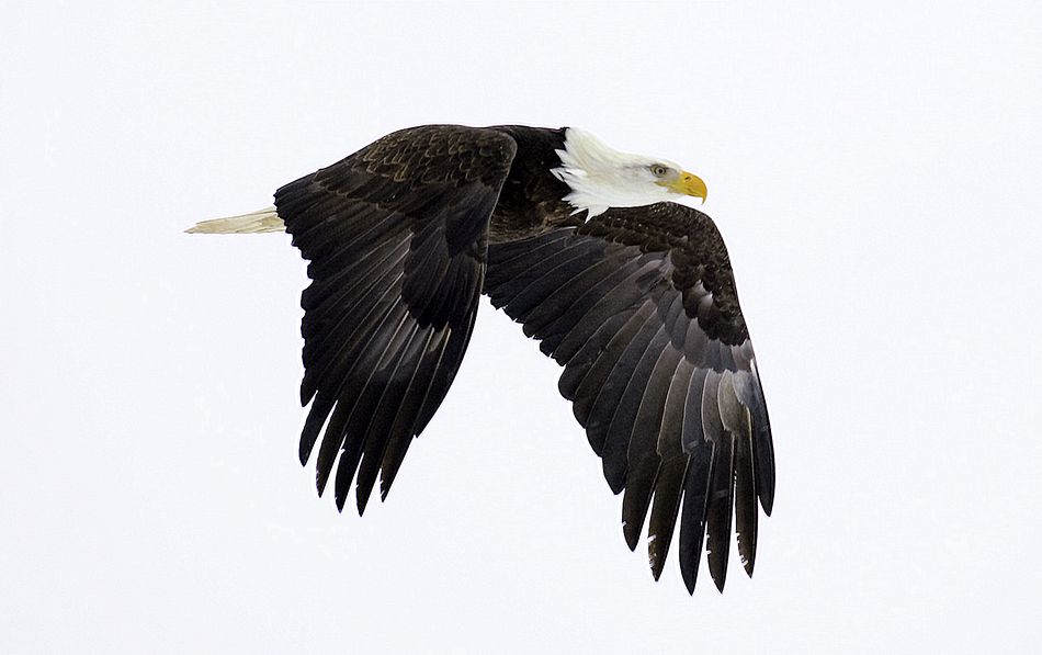 "Painted" eagle, Homer, Alaska