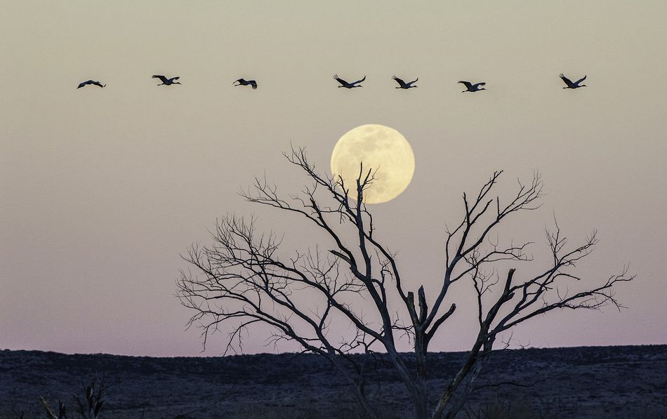 Sandhill cranes, Bosque Del Apache NWR, New Mexico