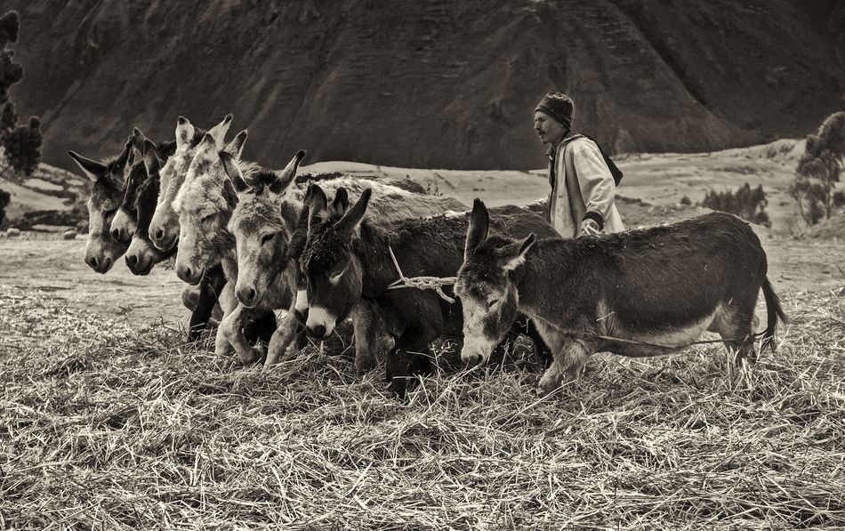 Threshing wheat, near Cuzco, Peru