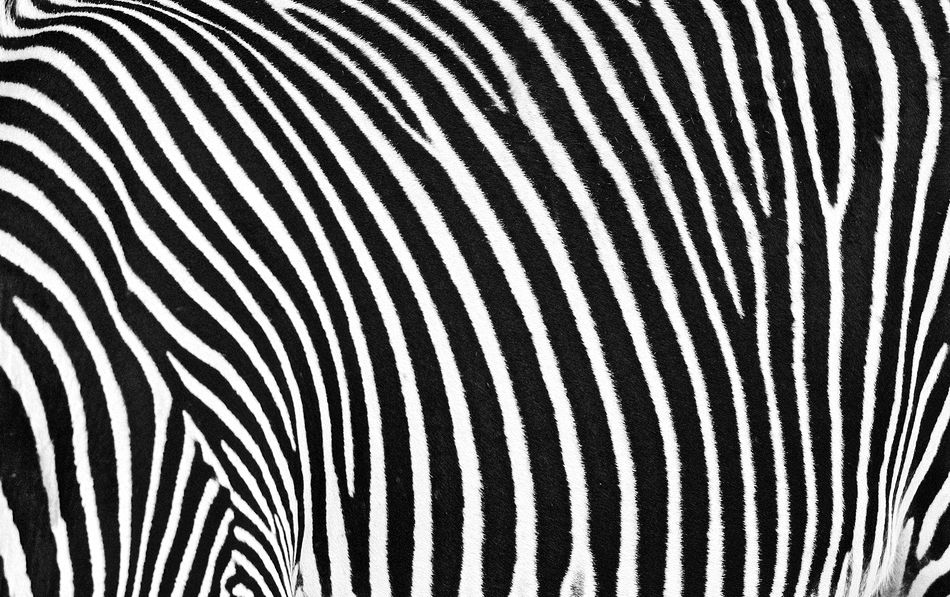 Grvys zebra #9, Samburu, Kenya