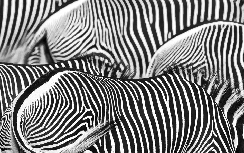 Grvys zebra #7, Samburu, Kenya