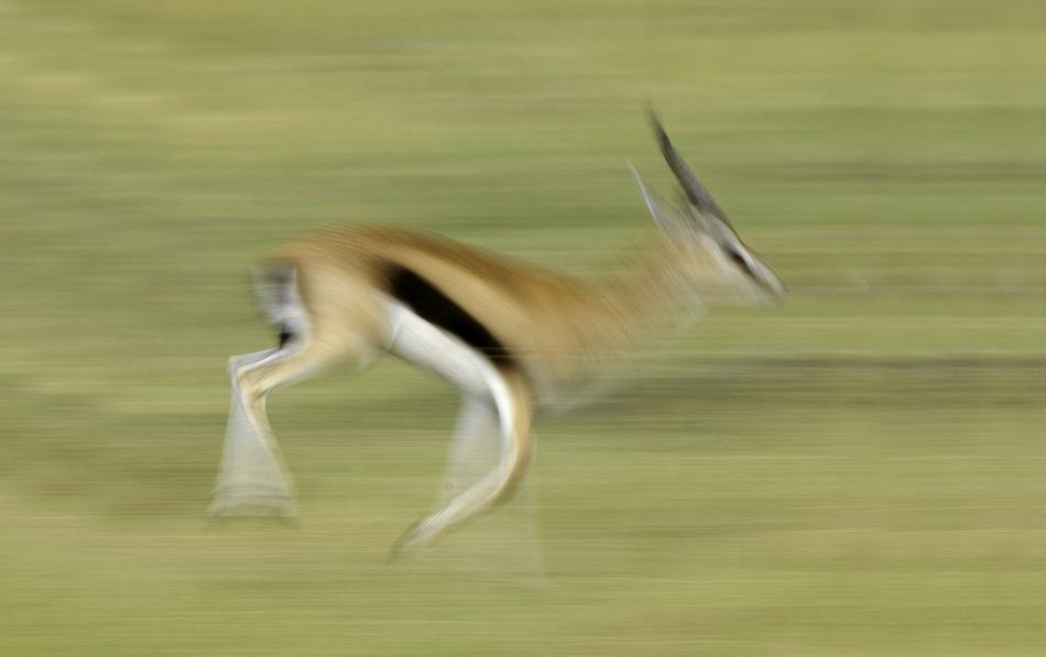 Thomson's gazelle in a blur, Samburu, Kenya.