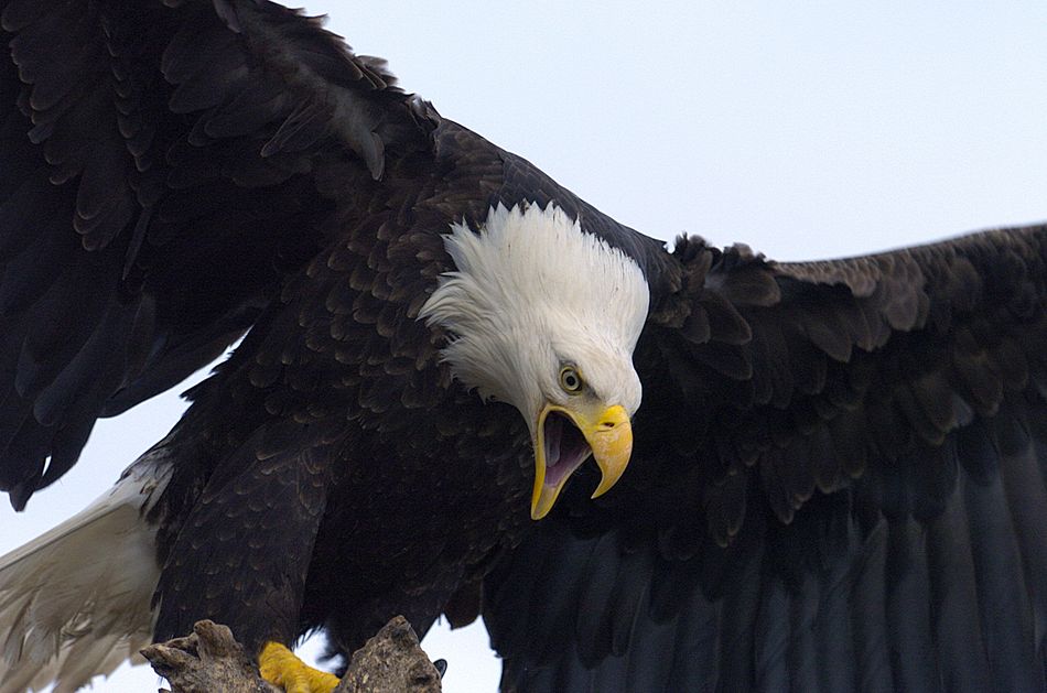 Screaming eagle, Homer, Alaska