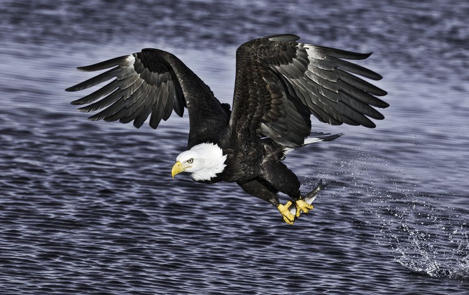 Eagle fishing, Homer, Alaska