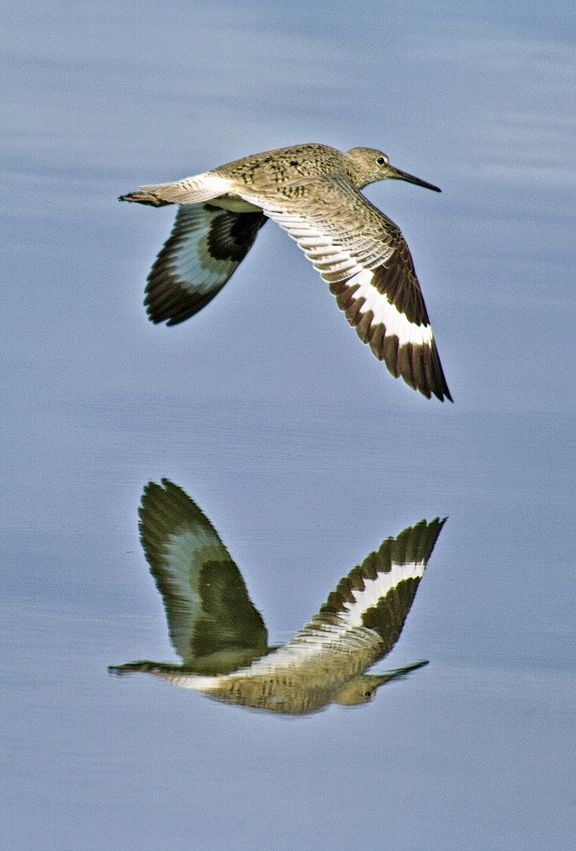 Reflected whimbrel, Carmel, California