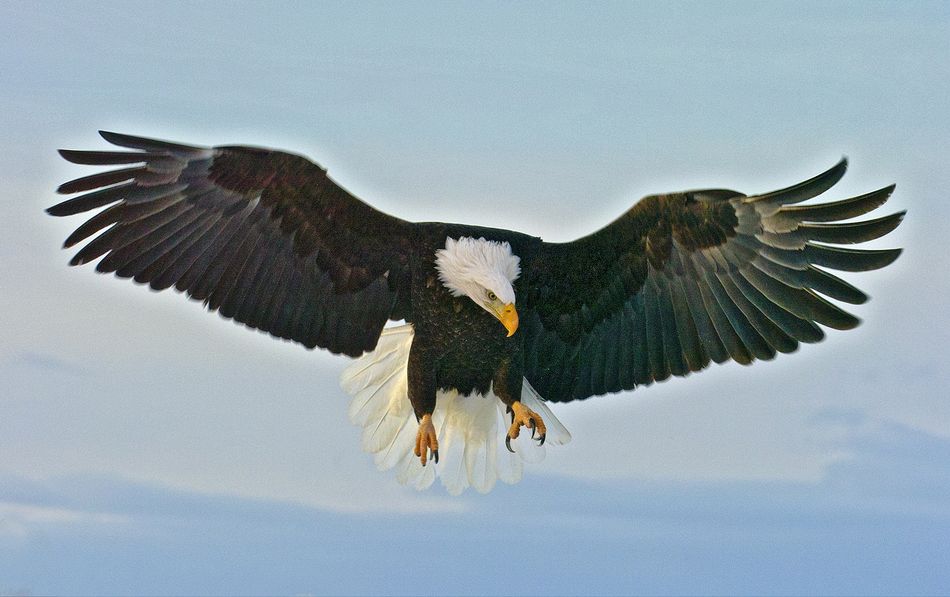 Eagle landing, Homer, Alaska
