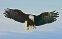 Eagle landing, Homer, Alaska