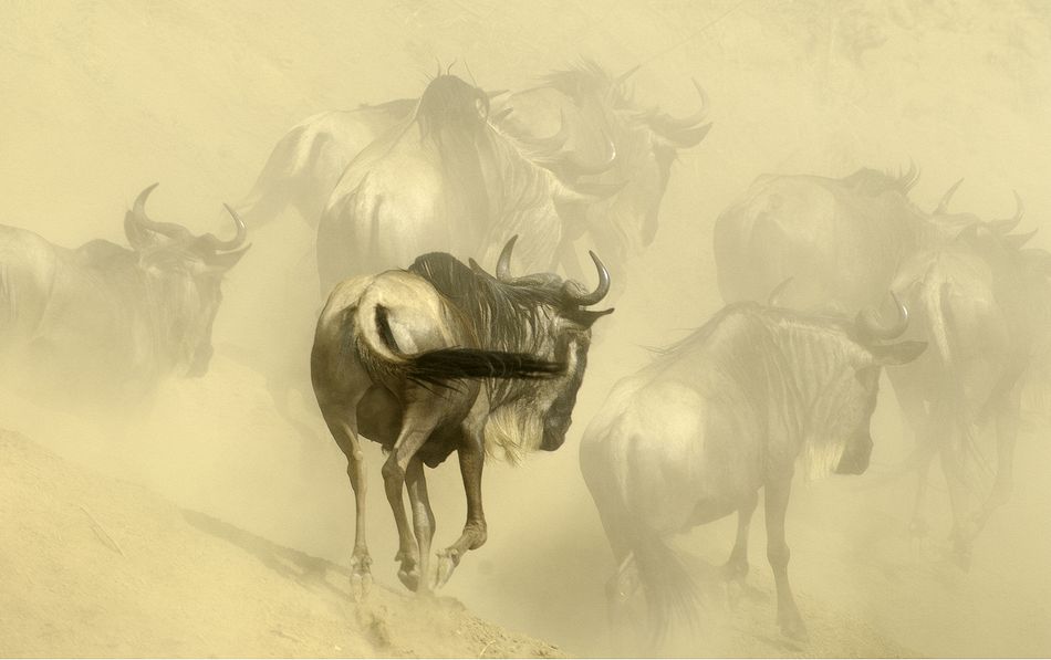 Widebeeste crossing, Mara Serena, Kenya