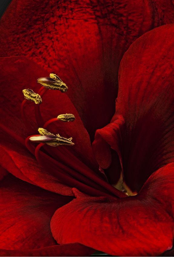 Red Amaryllis, our home, O'ahu