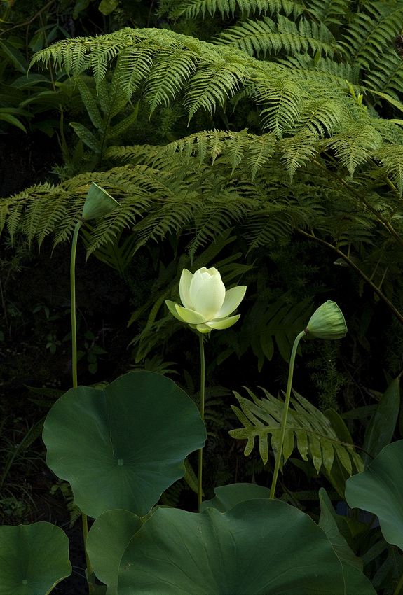 Lotus, our home, O'ahu
