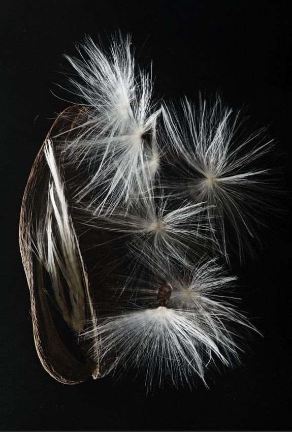 Emerging Stephanotis seeds, our home, O'ahu