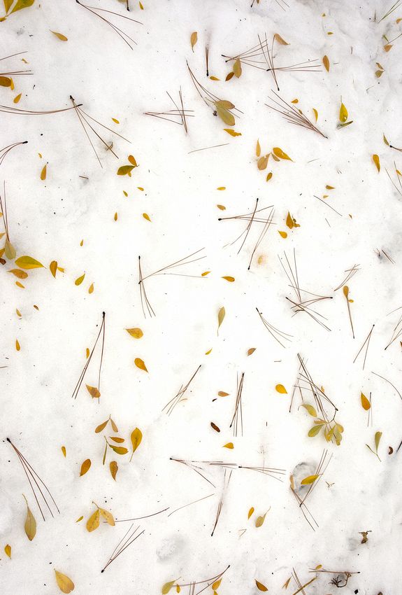 "Snow paper," early winter found arrangement, Sierras