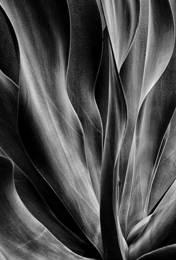 Agave #7, Our home, O'ahu
