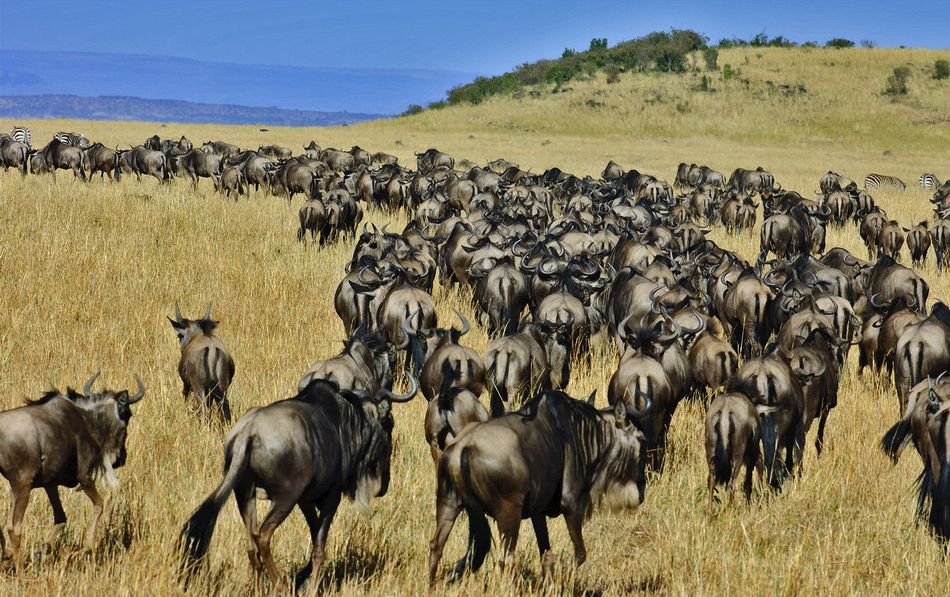Wildebeest herd, Mara Serena, Kenya