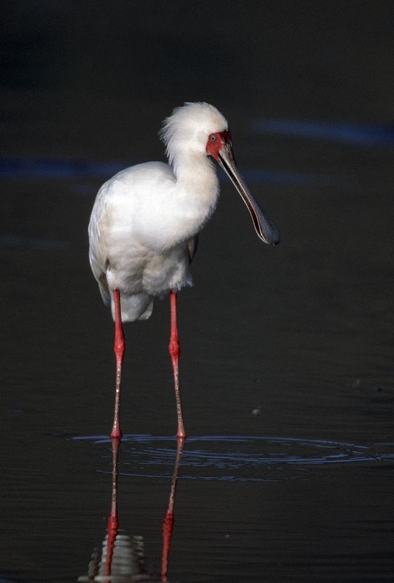 African Spoonbill, Tanzania