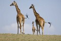 Giraffes -- "family outing"
