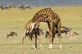 Giraffes neck fighting