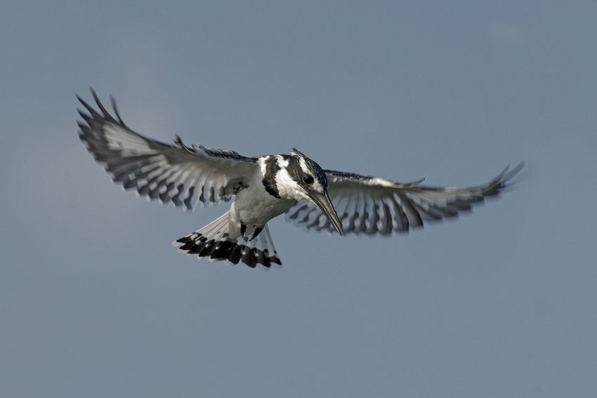 Female pied kingfisher