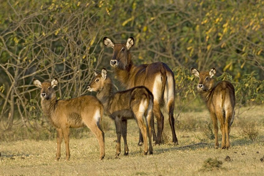 Female waterbuck with young