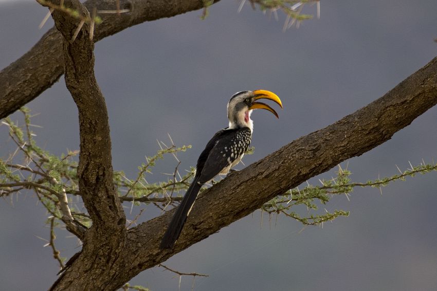 Eastern yellow-billed hornbill