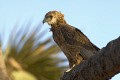 Juvenile bateleur eagle