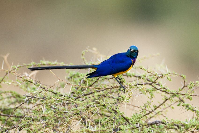 Golden breasted starling