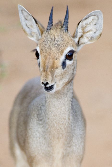 Dikdik -- "Breakfast of Champions"