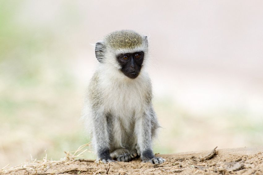 Juvenile vervet monkey