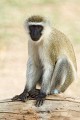 Adult Vervet monkey