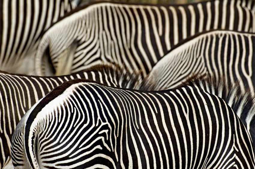 Grevy's zebra