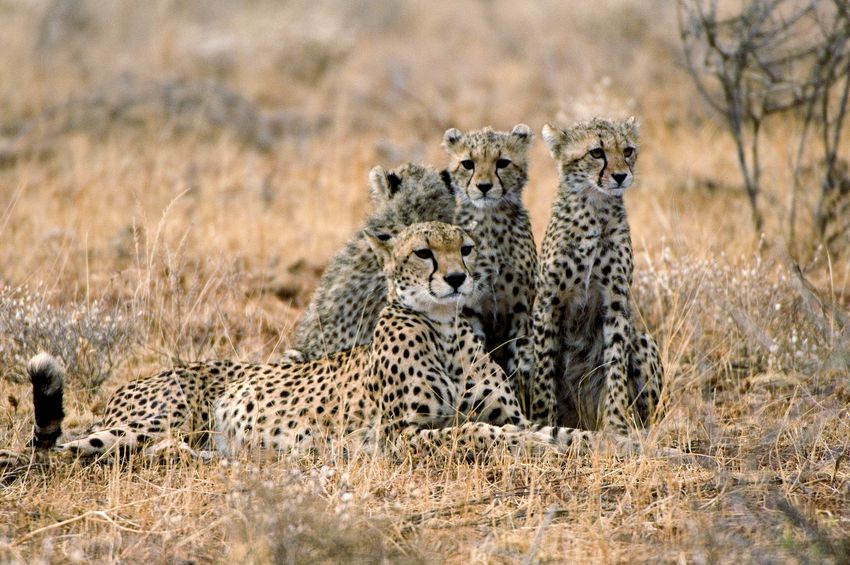 Female cheetah with cubs