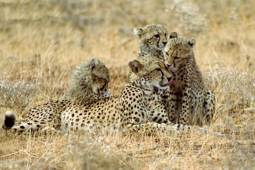 Female cheetah with cubs