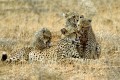 Female cheetah with cubs