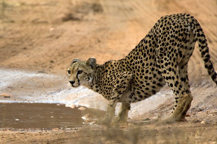 Female cheetah