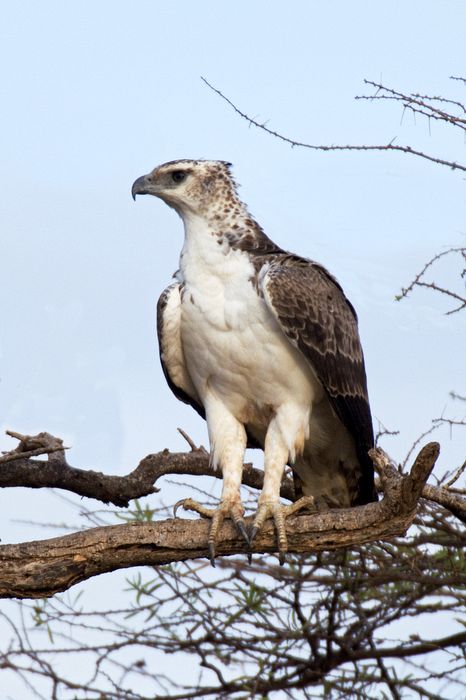 Martial eagle