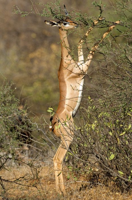 Gerenuk