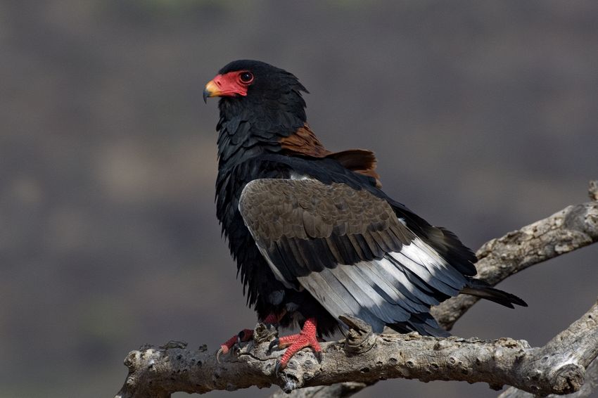 Adult bateleur eagle
