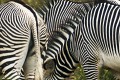 Grevy's zebras