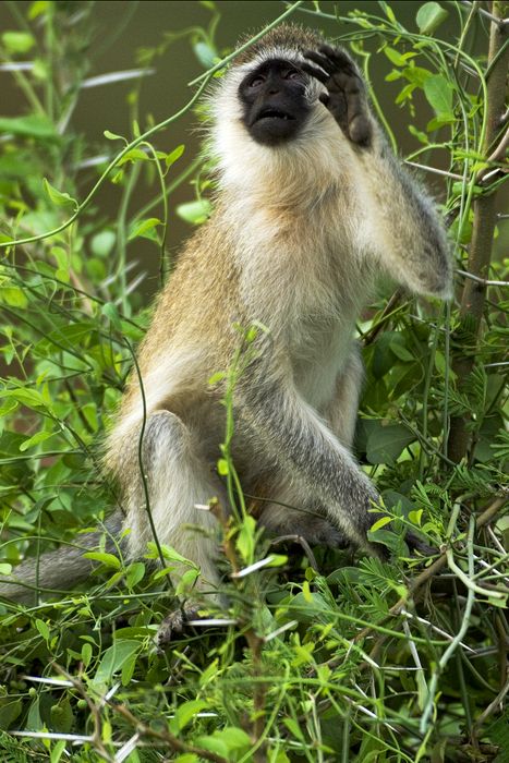 Vervet monkey