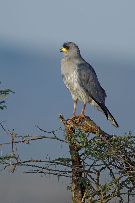 Eastern pale chanting goshawk