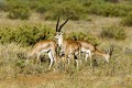 Alpha male impala with ladies
