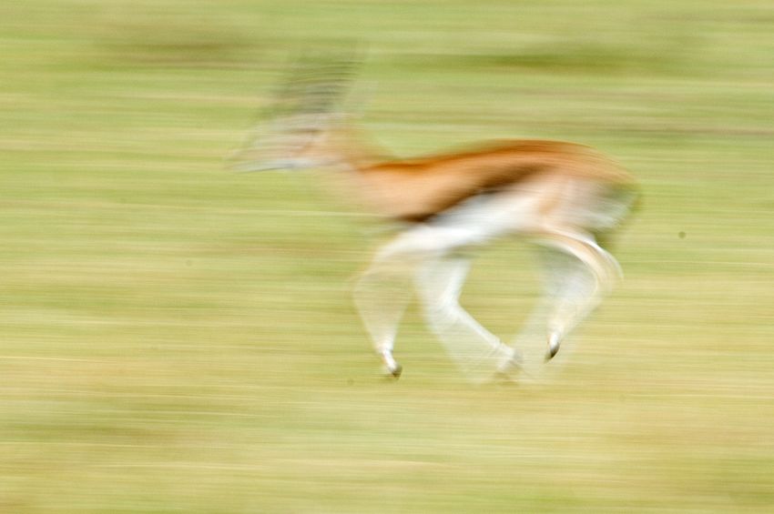 Thompson's gazelle