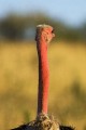 Somali ostrich in breeding plumage