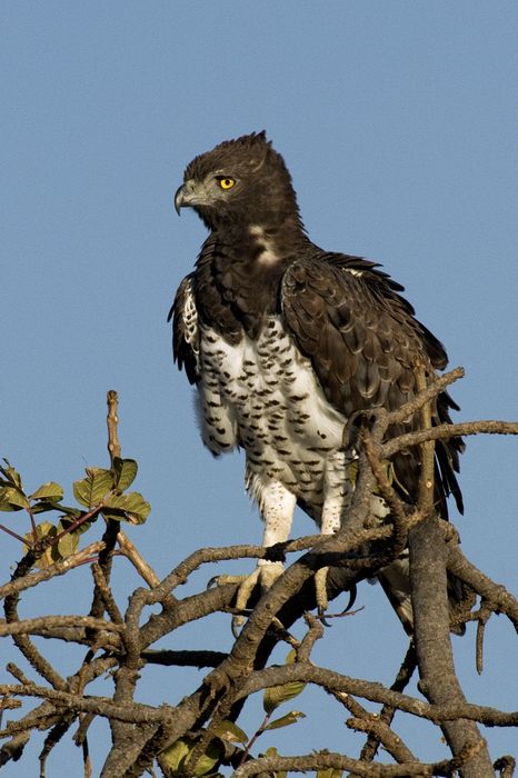 Adult martial eagle