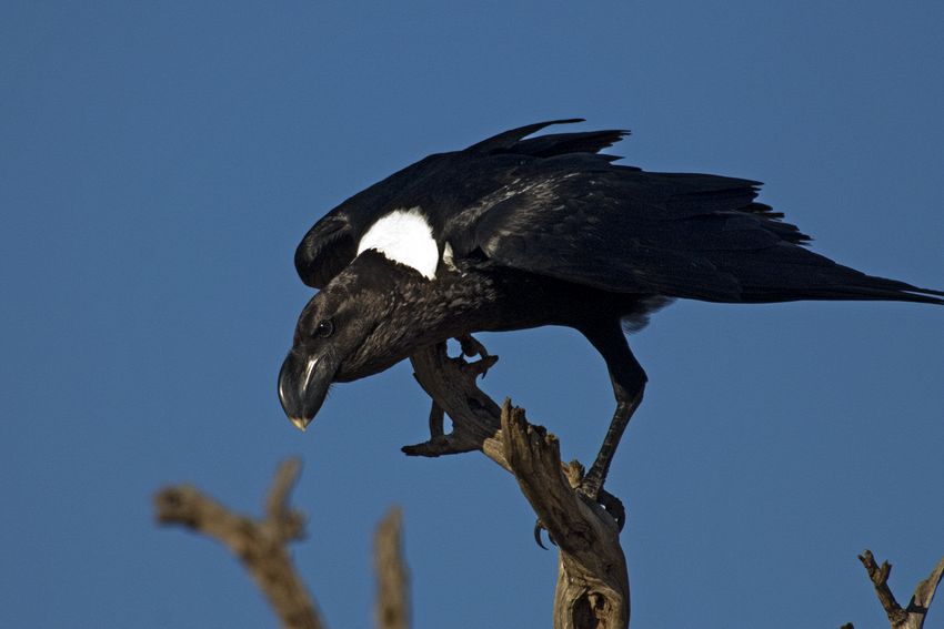 White naped raven