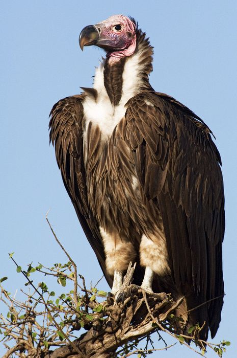 Lappet-faced vulture