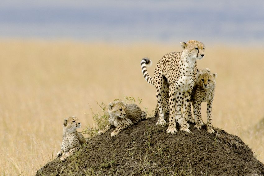 Female cheetah with cubs